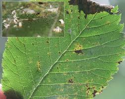 Attēlu rezultāti vaicājumam “Mycosphaerella ulmi”