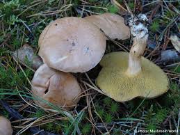 Attēlu rezultāti vaicājumam “Suillus bovinus”