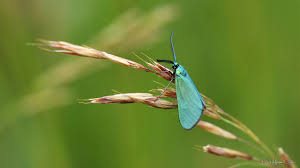 Attēlu rezultāti vaicājumam “Zygaenidae”