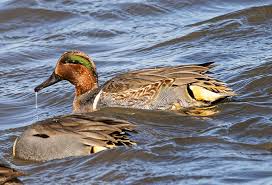 Attēlu rezultāti vaicājumam “Anas crecca male”