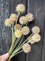 Attēlu rezultāti vaicājumam “Scardia boletella exuvia”