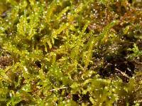 Attēlu rezultāti vaicājumam “Drepanocladus polygamus”