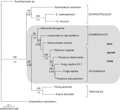 Attēlu rezultāti vaicājumam “Physarum penetrale stalked”