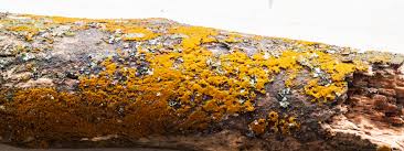 Attēlu rezultāti vaicājumam “Crustoderma dryinum”