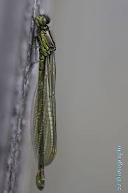 Attēlu rezultāti vaicājumam “Erythromma najas”