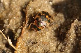 Attēlu rezultāti vaicājumam “Omophron limbatum”