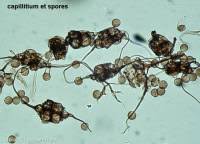 Attēlu rezultāti vaicājumam “Brefeldia maxima spores”