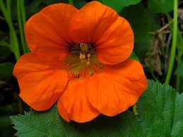 Image result for Tropaeolum majus