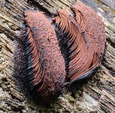 Attēlu rezultāti vaicājumam “Stemonitis axifera spores”