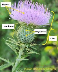 Attēlu rezultāti vaicājumam “Cirsium x rigens leaf”