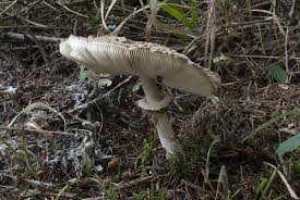 Attēlu rezultāti vaicājumam “Lepiota aspera”