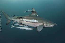 Image result for Carcharhinus isodon