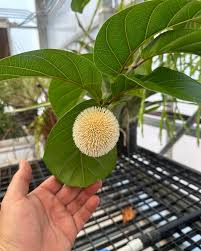 Attēlu rezultāti vaicājumam “Campanula latifolia fruit”