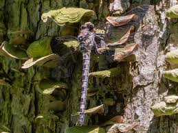 Attēlu rezultāti vaicājumam “Dianema nivale macro”