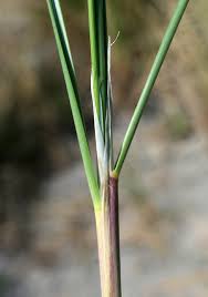 Attēlu rezultāti vaicājumam “Carex arenaria  leaf”