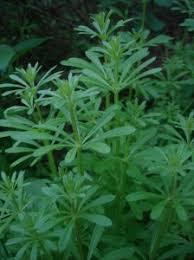 Attēlu rezultāti vaicājumam “Galium aparine leaf”