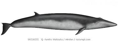 Image result for Balaenoptera omurai