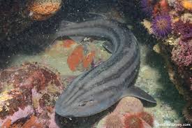 Image result for Poroderma africanum