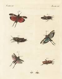 Attēlu rezultāti vaicājumam “Psophus stridulus”