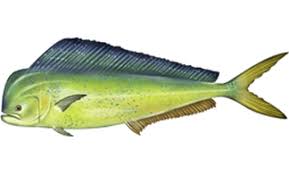 Image result for Coryphaena hippurus