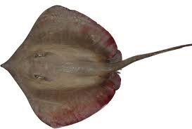 Image result for Hypanus longus