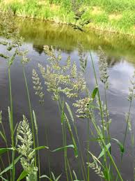 Attēlu rezultāti vaicājumam “Phalaroides arundinacea fruit”