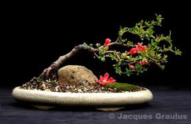 Image result for parthenocissus bonsai