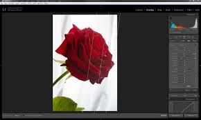 Image result for Red Rose Cc