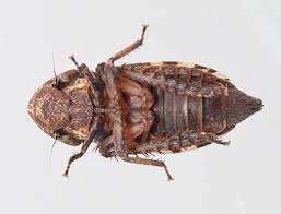 Attēlu rezultāti vaicājumam “Planaphrodes sp.”