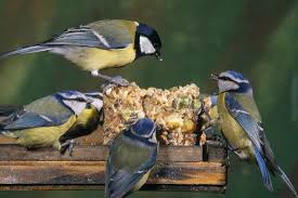 Attēlu rezultāti vaicājumam “Parus major”