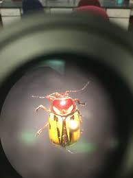 Attēlu rezultāti vaicājumam “Cryptocephalus aureolus, Cryptocephalus sericeus”