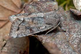 Attēlu rezultāti vaicājumam “Orthosia incerta”