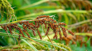 Attēlu rezultāti vaicājumam “Scirpus sylvaticus flower”