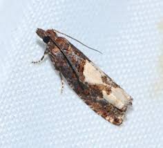 Attēlu rezultāti vaicājumam “Epinotia trigonella”