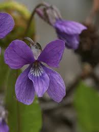 Attēlu rezultāti vaicājumam “Viola uliginosa”