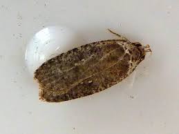 Attēlu rezultāti vaicājumam “Agonopterix ciliella”