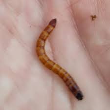 Attēlu rezultāti vaicājumam “Melanotus sp.”