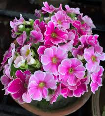 Image result for Primula malacoides