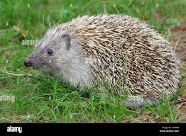 Attēlu rezultāti vaicājumam “Erinaceus roumanicus”