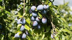 Attēlu rezultāti vaicājumam “Prunus domestica subsp. domestica”