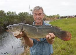 Image result for Amia calva