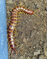 Attēlu rezultāti vaicājumam “Langermania gigantea”