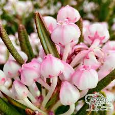 Attēlu rezultāti vaicājumam “Andromeda polifolia bud”