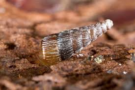 Attēlu rezultāti vaicājumam “Clausiliidae”