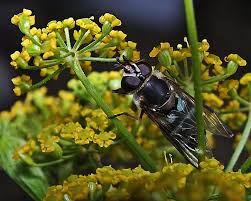 Attēlu rezultāti vaicājumam “Didea alneti”