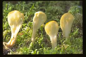 Attēlu rezultāti vaicājumam “Spathularia flavida”