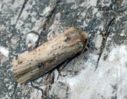 Attēlu rezultāti vaicājumam “Axylia putris”