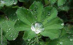 Image result for Frauenmantel