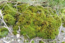 Attēlu rezultāti vaicājumam “Schistidium robustum sporophyte”