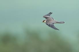 Image result for Falco amurensis